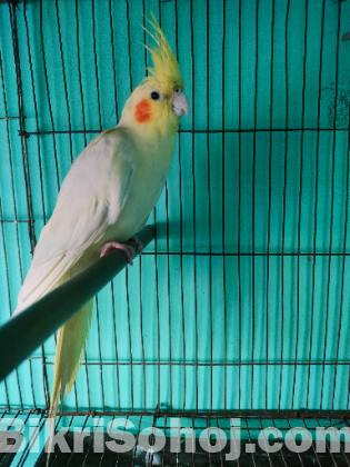লুটিনো রেড আই ককাটেল পাখি